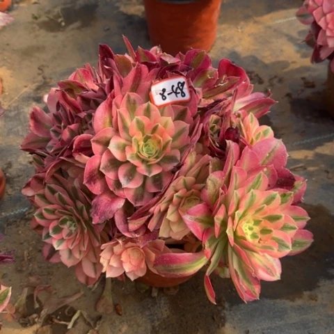 8-48香妃福利多肉植物