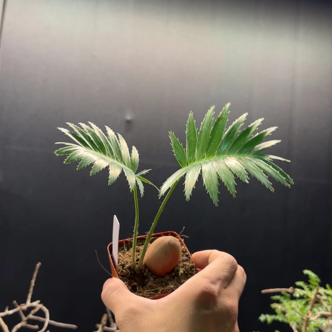 巨型双子铁带盆发货