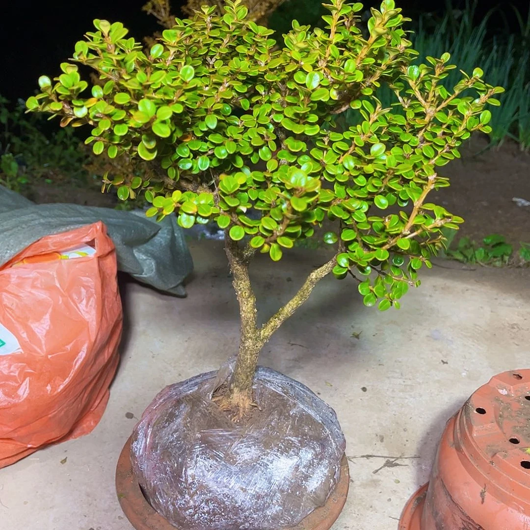 艾***俺无花朵安徽珍珠黄杨