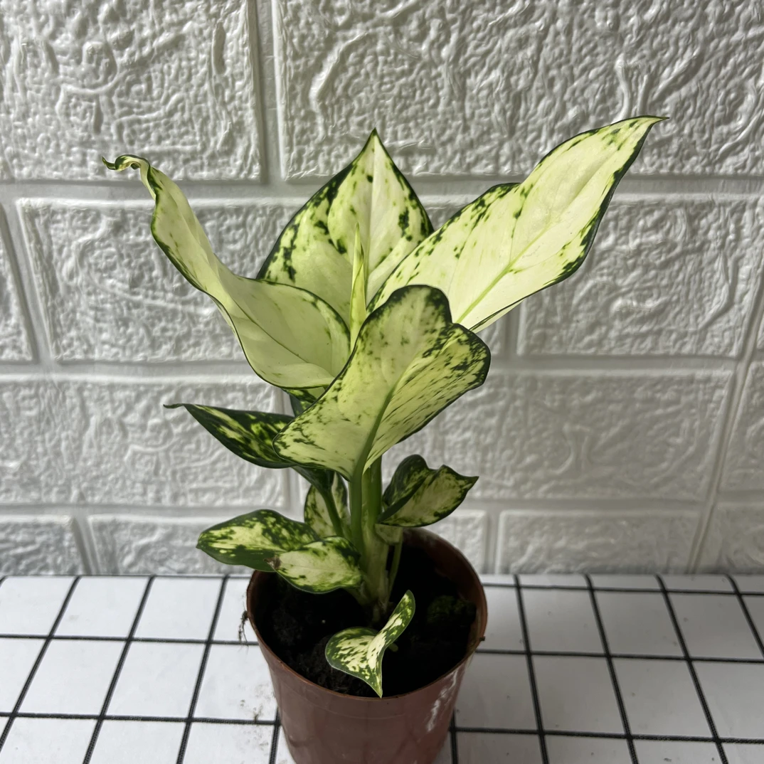 白如意皇后绿植土培盆栽好养可吸甲醛适合办公室客厅桌面