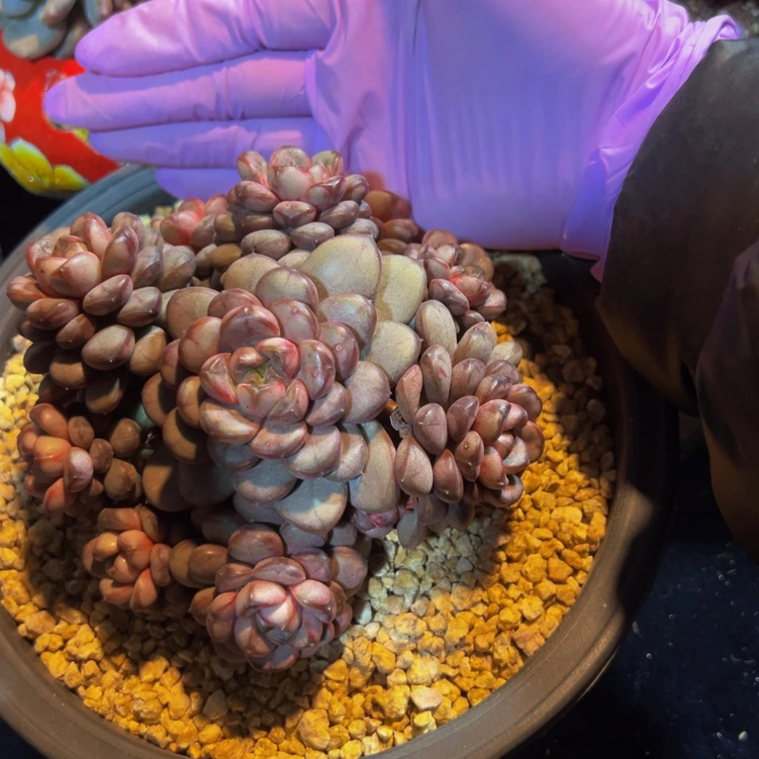 新年快乐 新年快乐 新年快乐