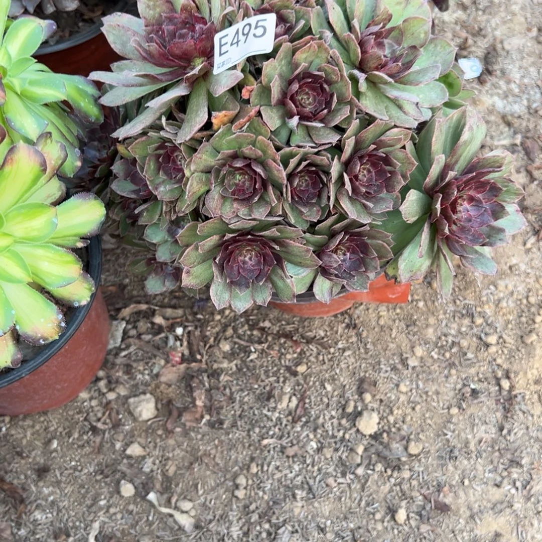 495红丝绒多肉植物法师多肉