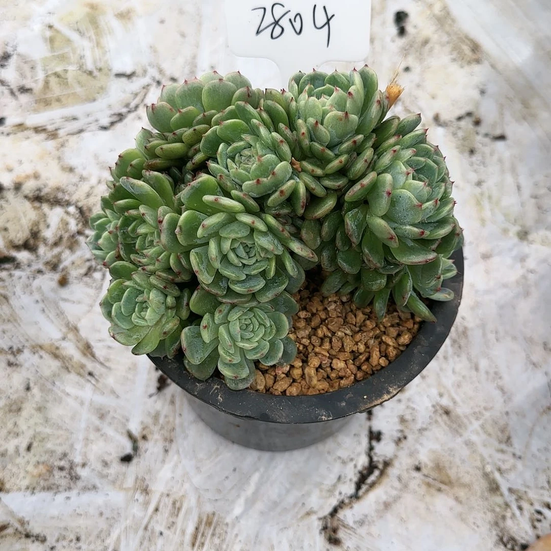 2804号39.9           肉