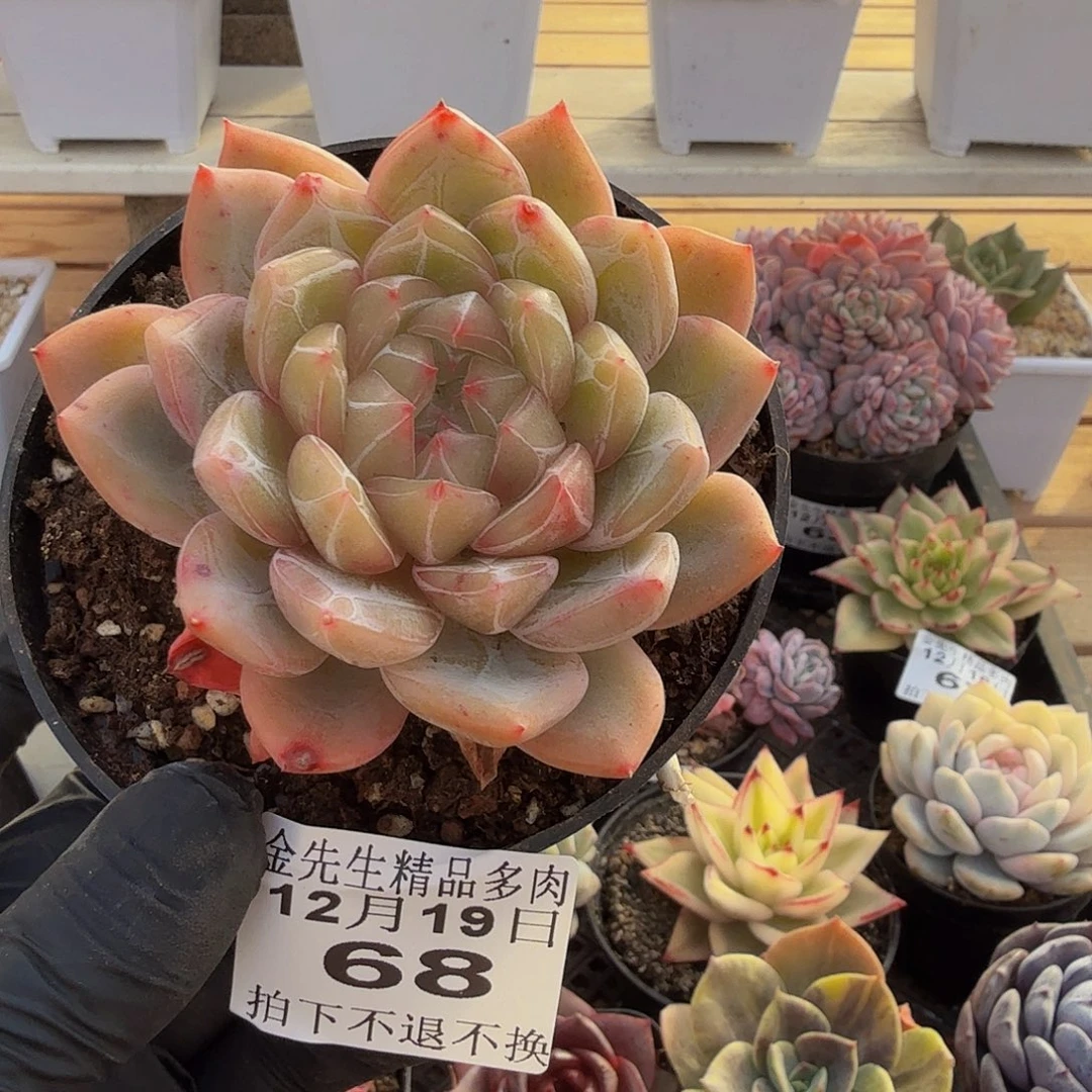 1219-68冰花单头a