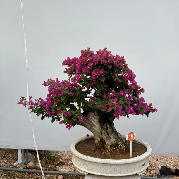 三角梅盆景，一物一拍。