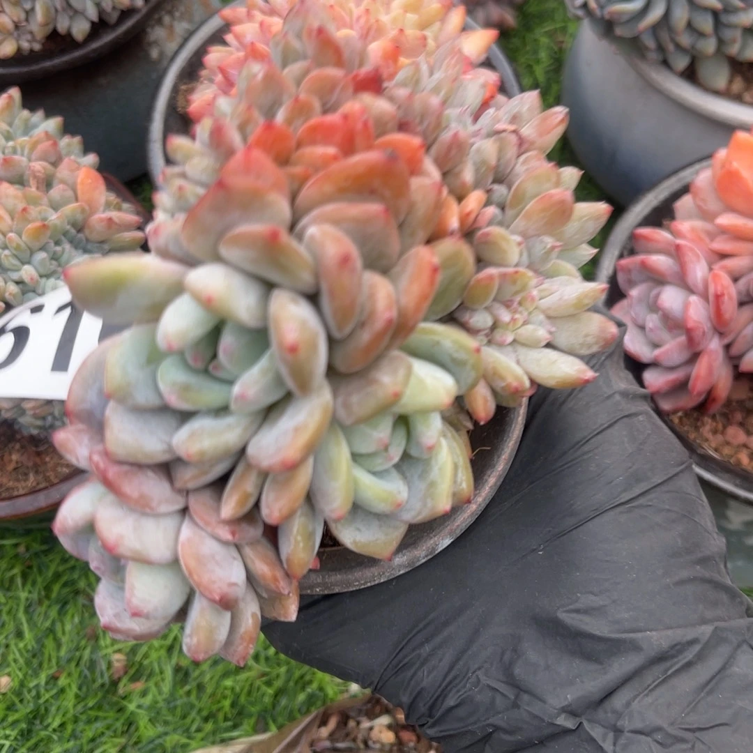 616号180 9999999999999