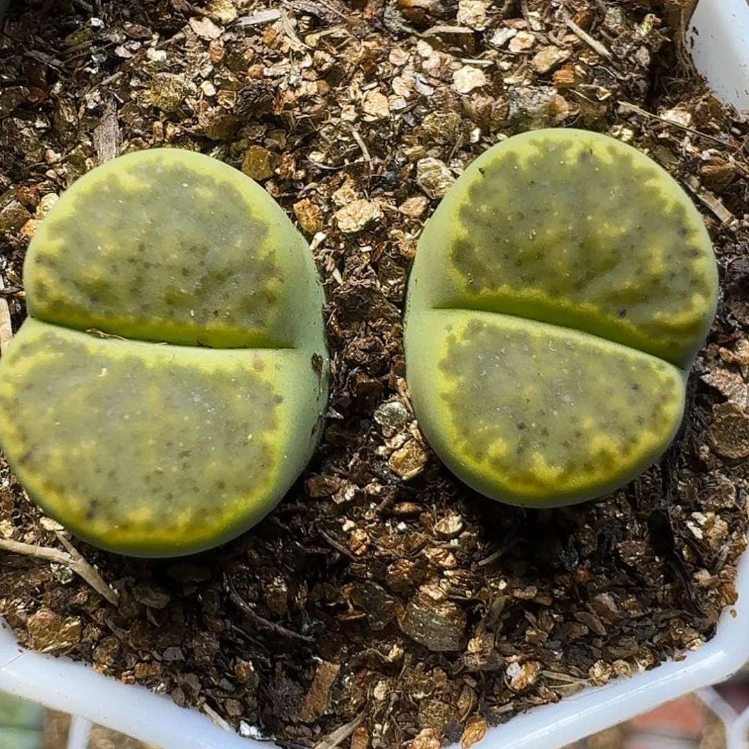 生石花11111。   159