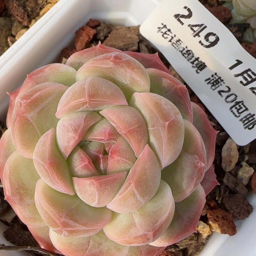 花语逸境0122-249