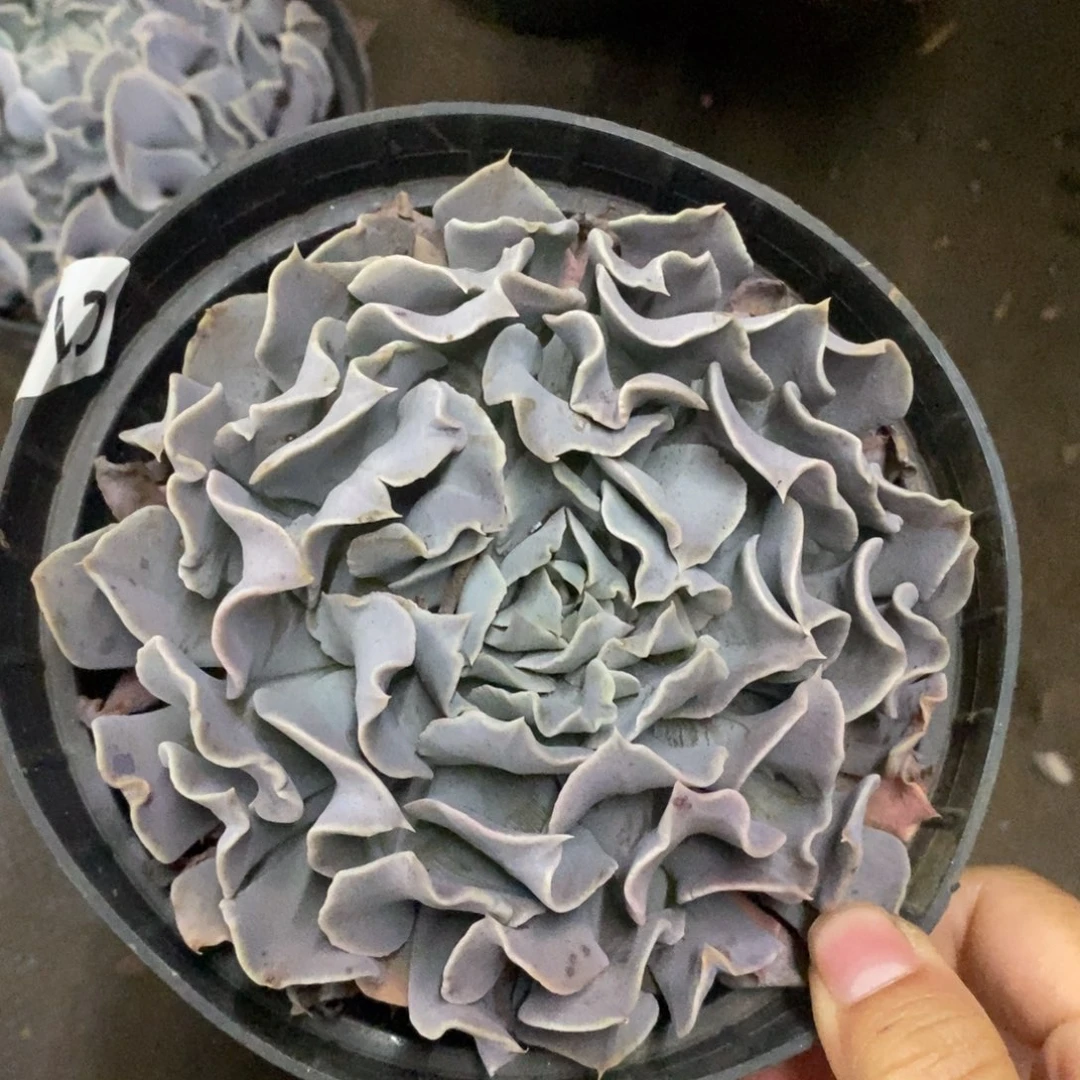 天鹅湖大单头老桩
