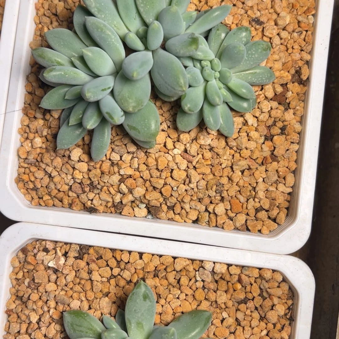 胖体哥特萝莉，多头，豆豆