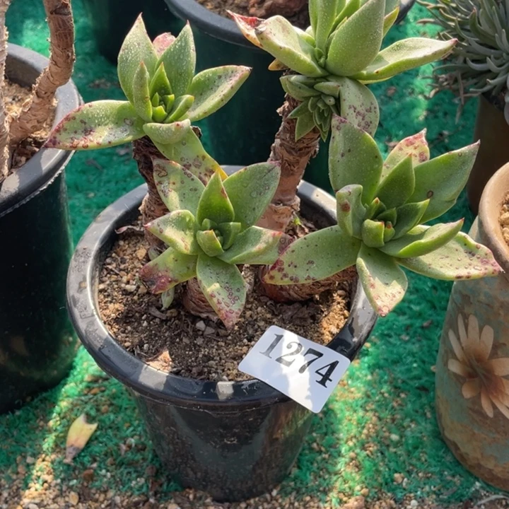 274号帕莫瑞苹果叶多肉