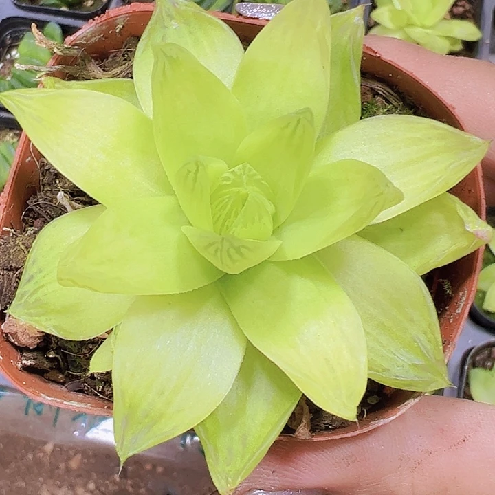 黄金雨露19包邮多肉植物