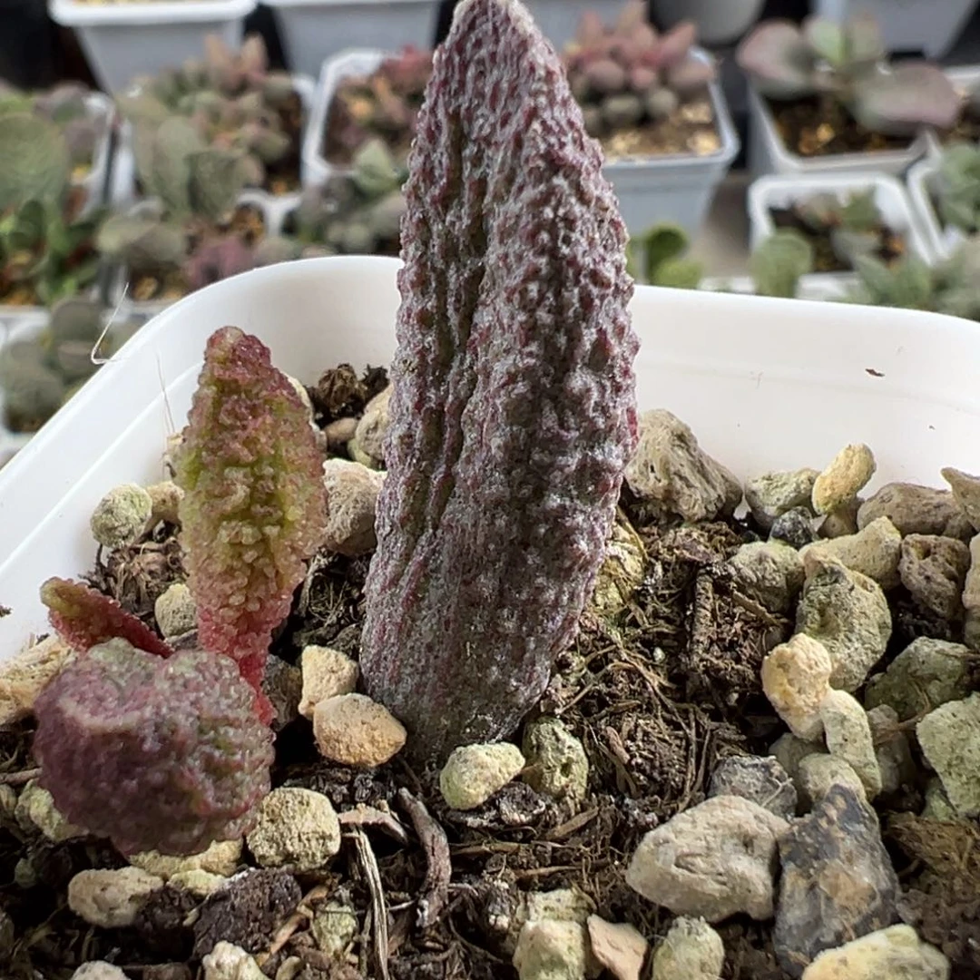 大叶型实生新品大苗