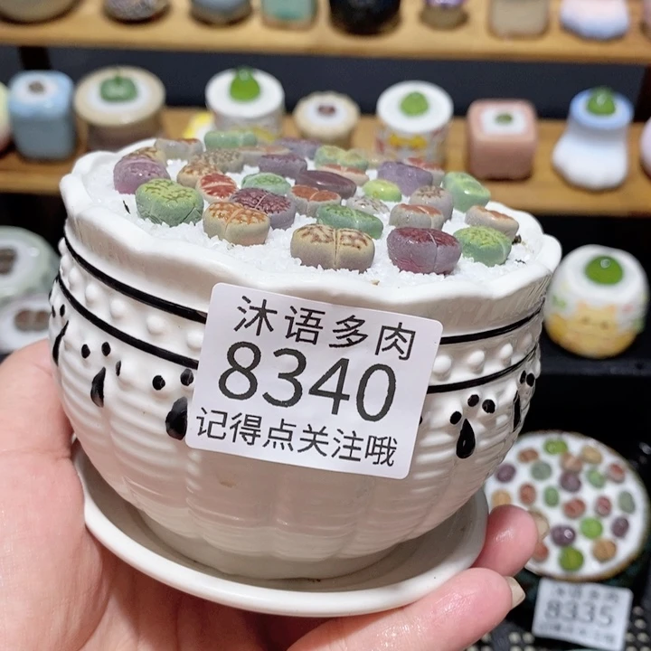 带盆土植物 精美盆栽 8340