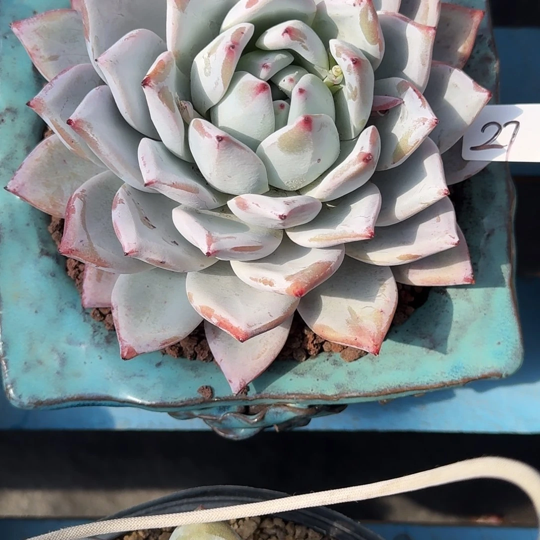 27 号祖母绿多肉植物