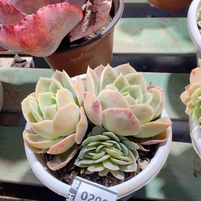 【闪购商品】星娜塔缀0209