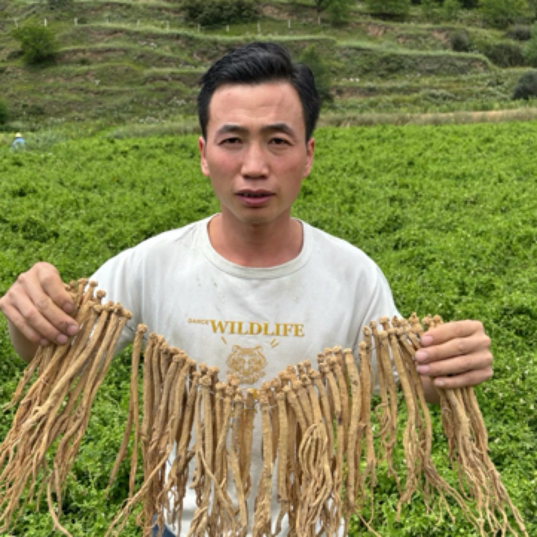 甘肃岷县原产地直发种植白条党参无熏无硫