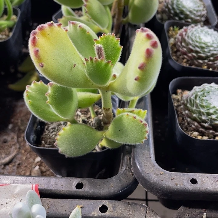 绿熊2.8带盆土发货