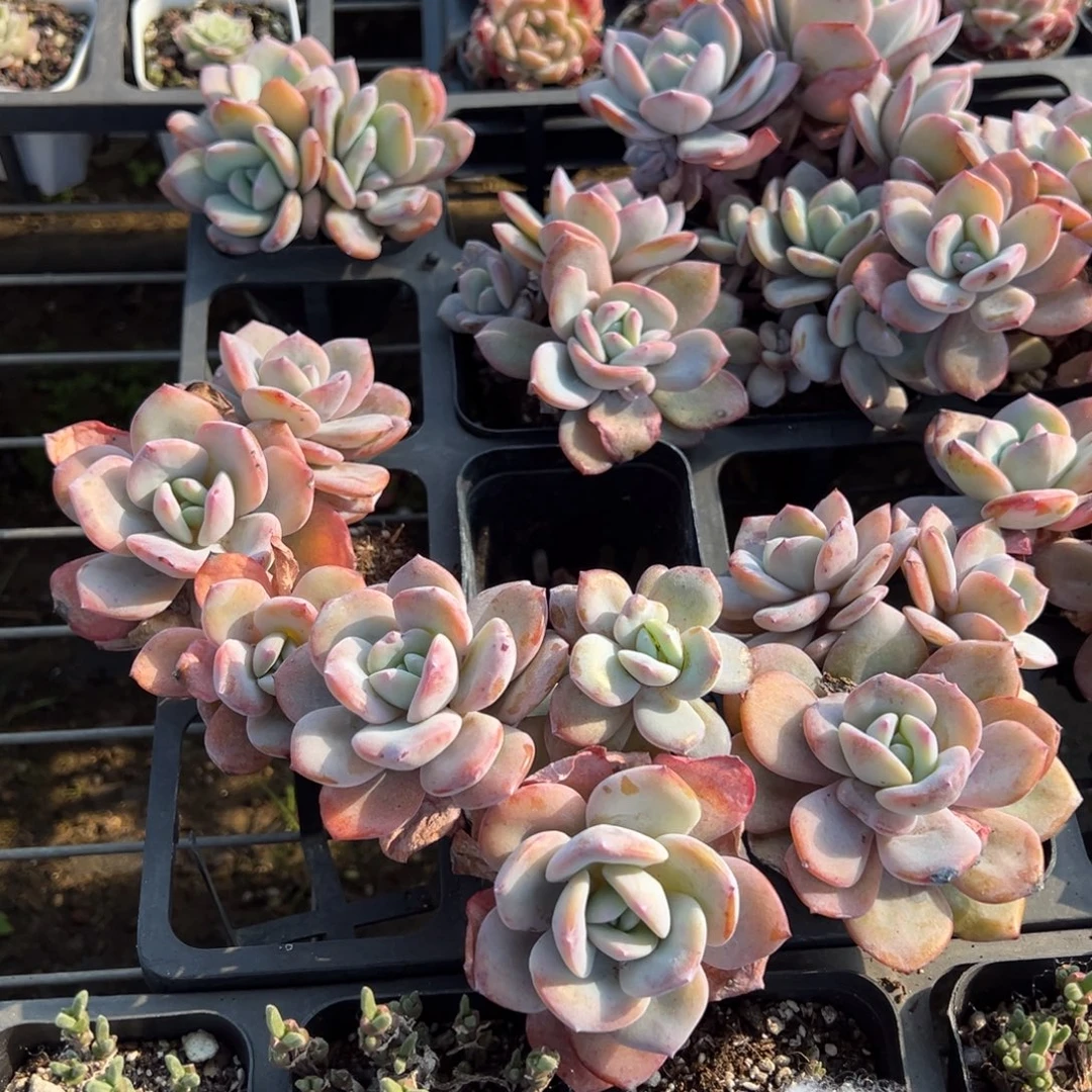 韩版奶茶三头群到手1颗量拍多肉满18元包邮下午发