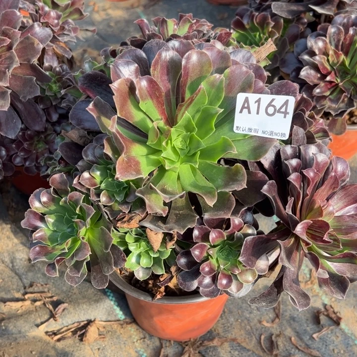 欧若拉多肉植物164.