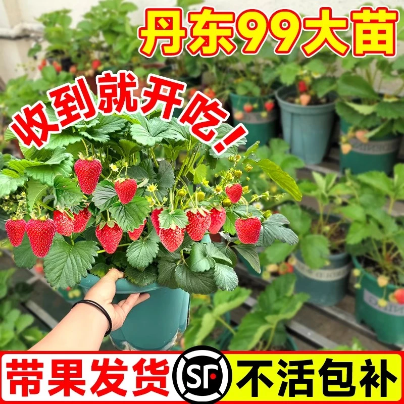 四季草莓苗冬季盆栽带花带果原盆原土奶油天使粉玉黑珍珠水果种苗