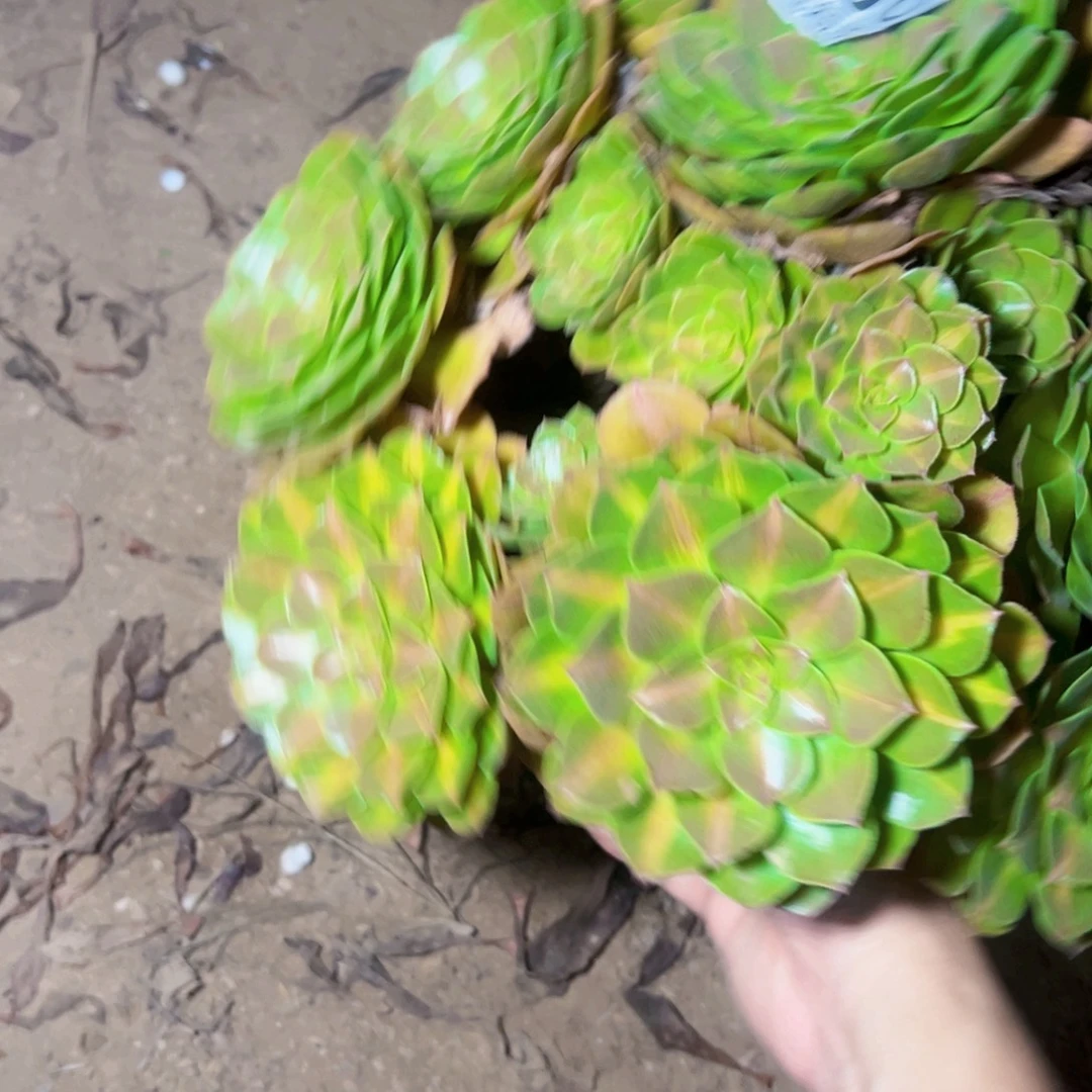 抹茶多肉植物法师2706