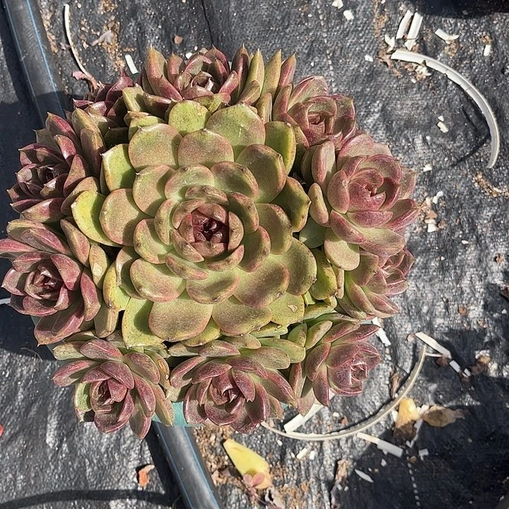 胡****溜溜球手捧花，一物一拍