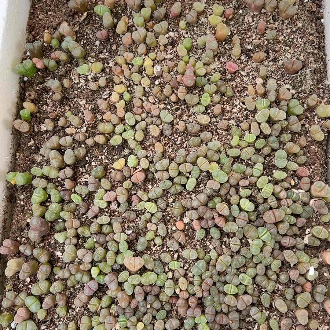 【闪购商品】332 一箱高级风铃