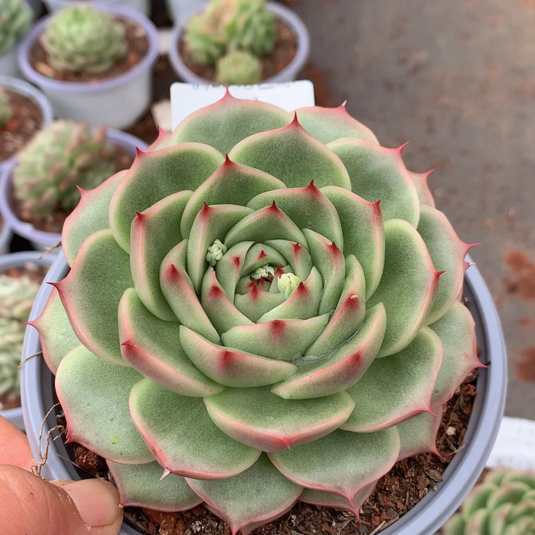 【闪购商品】云22号括号脸10公分