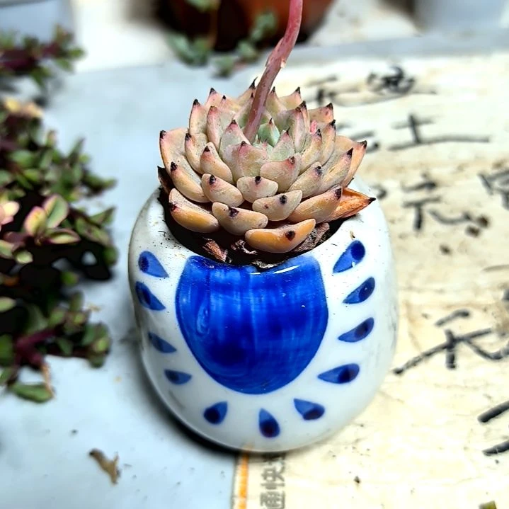 满9元包邮，，不知名爪子