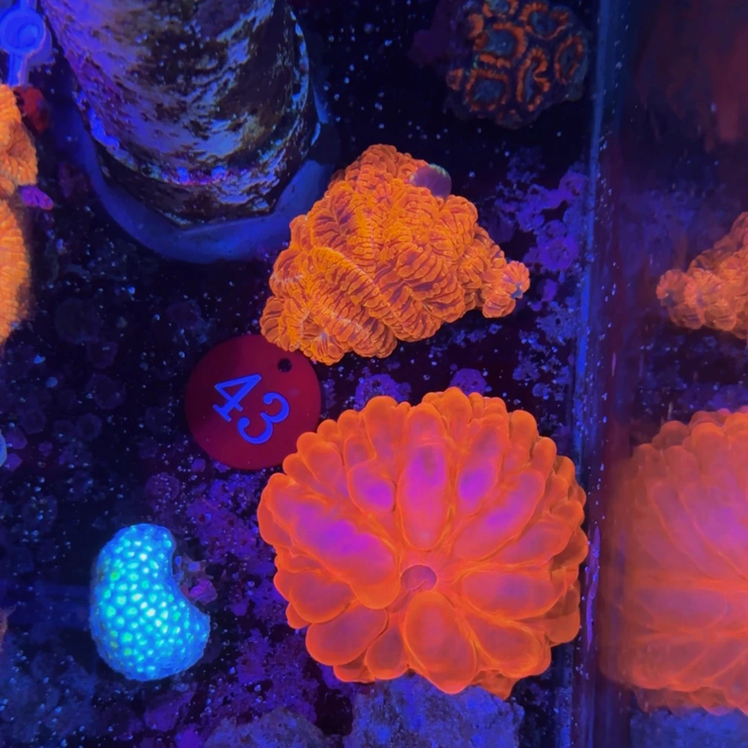万鱼来朝海水观赏