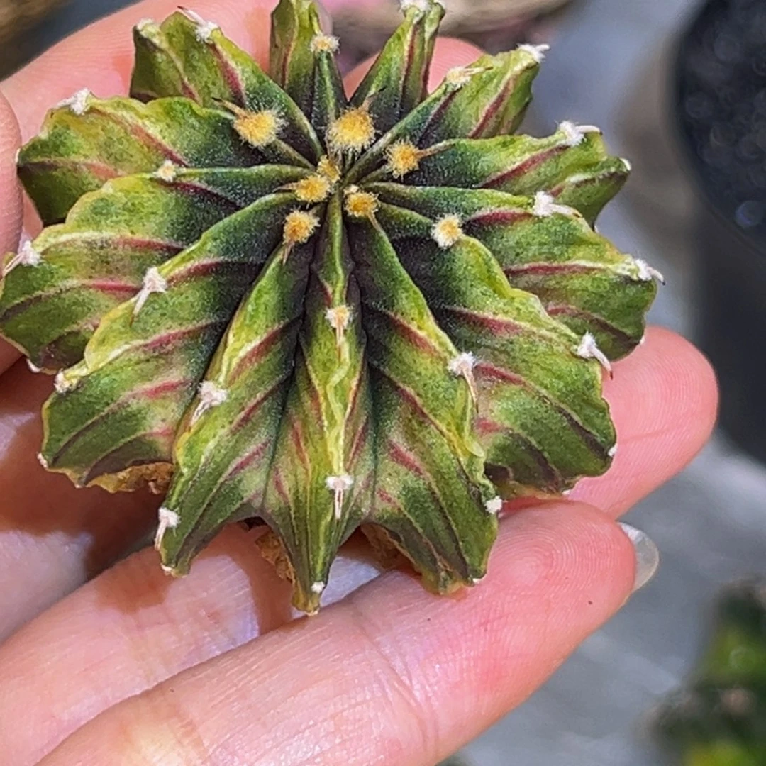 13棱烟花肋骨 米哈仙人球