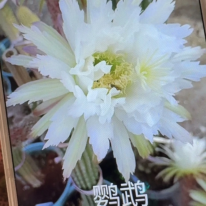 鹦鹉侧芽高8公分左右毛花柱（20包邮）