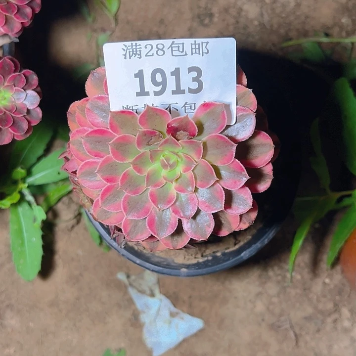 无***弦1913黑同白多肉植物