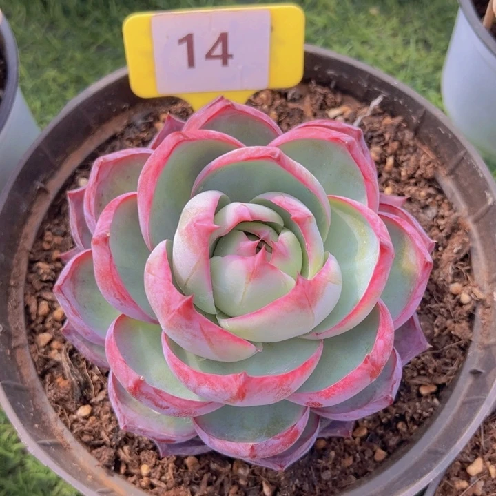 健健康康平平安安