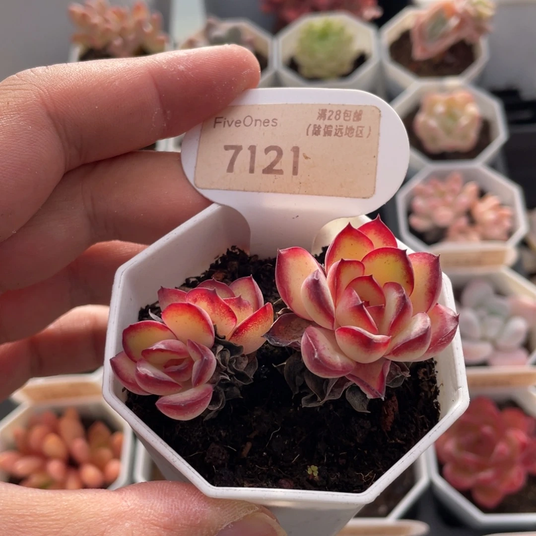 肉酱7121-6.5厘米