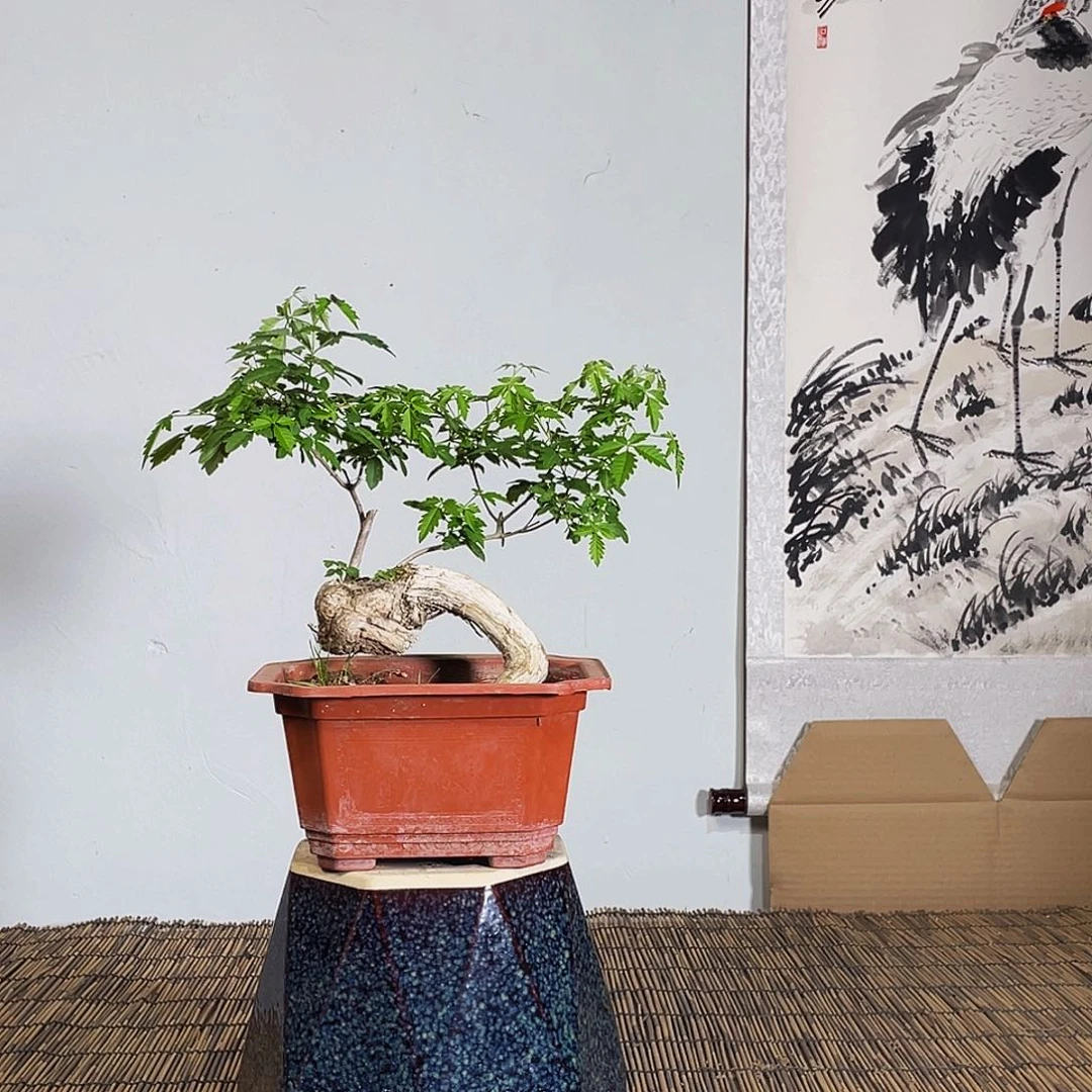 完全开放诺*黄荆