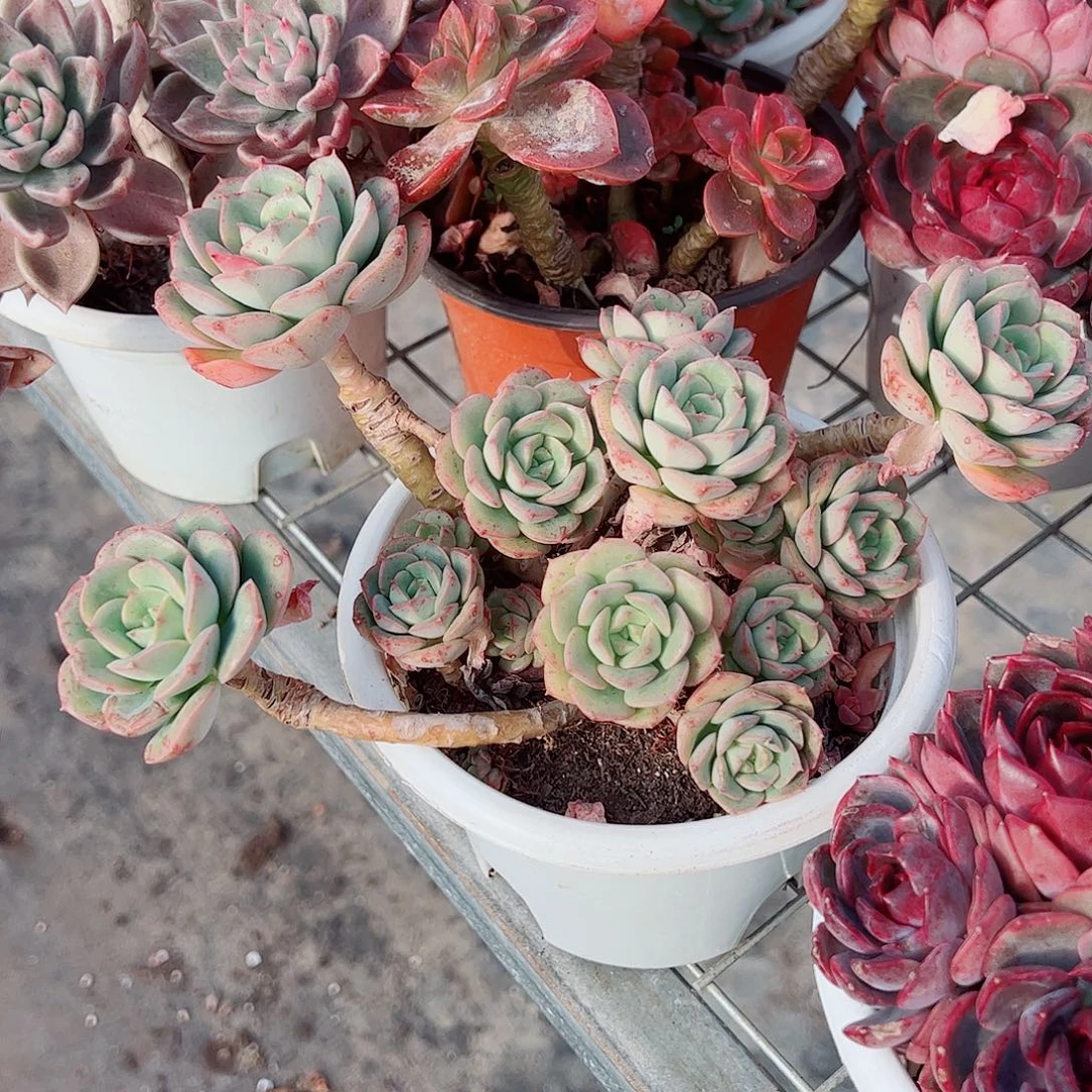 妮可沙拉玫瑰多头造型