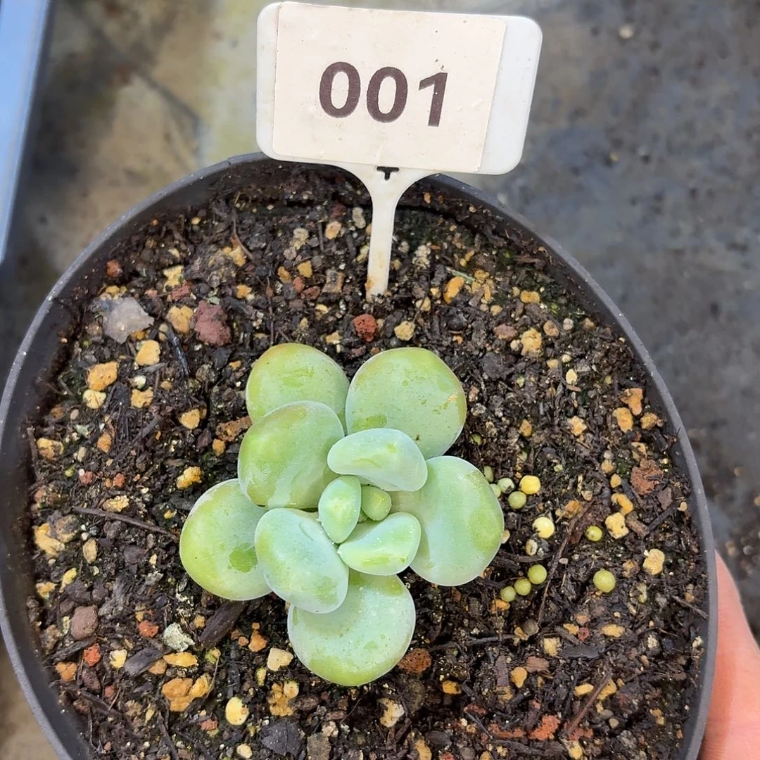 芒果冰X 888888888888888888
