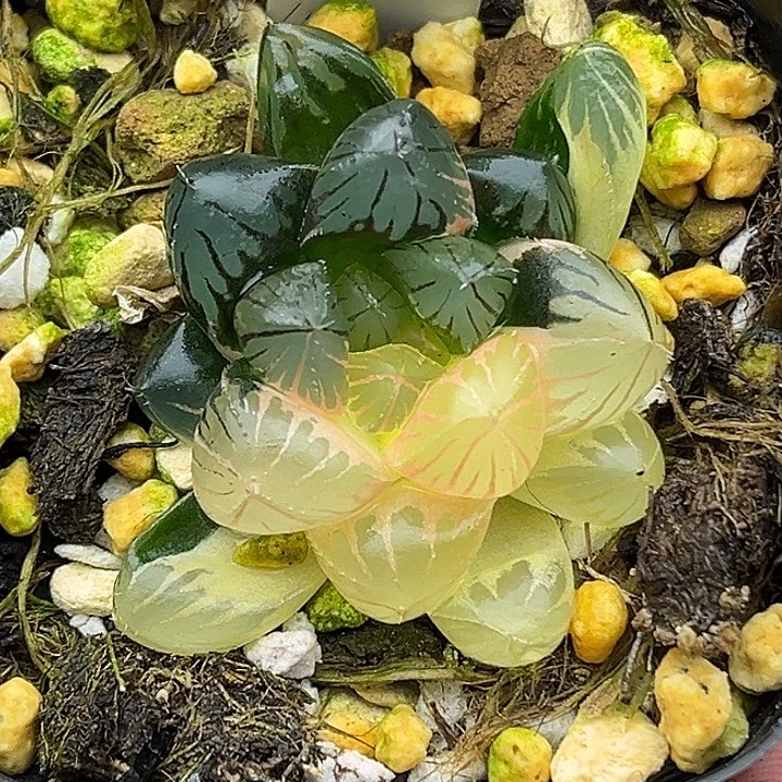 25龙爪玉露锦头家多肉十二卷