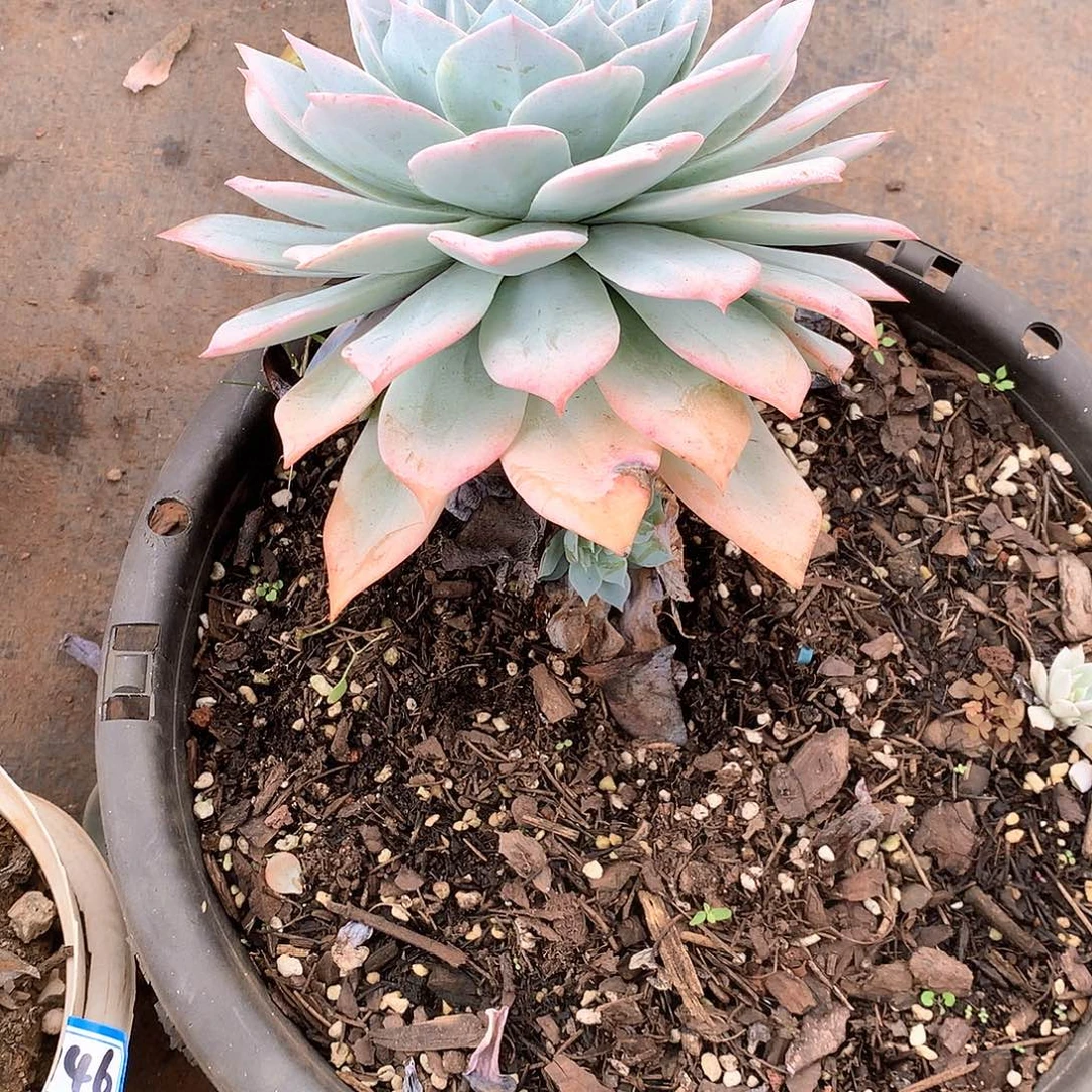 147蓝鸟 一物一拍多肉