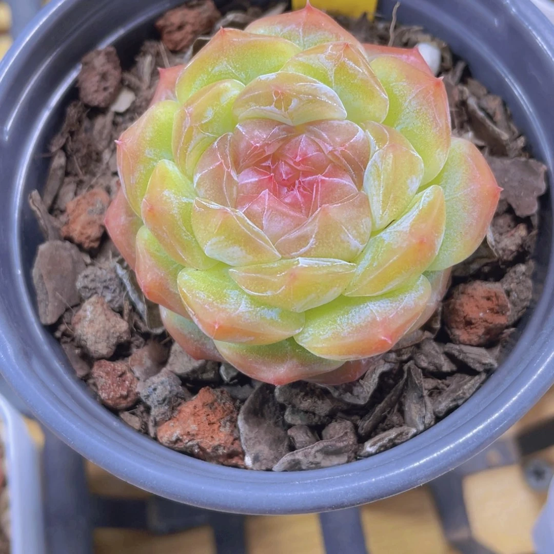 1600号 冰透桃花珍妮