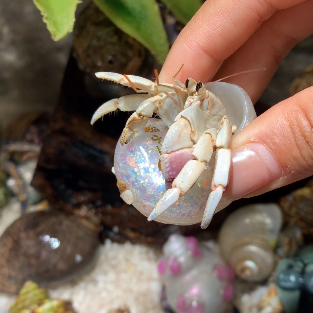 2.2 寄居蟹出售，不退不换3号