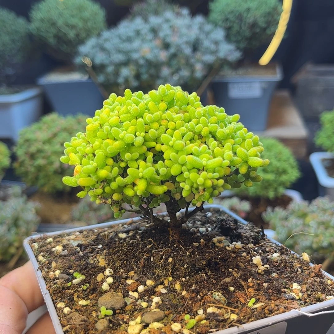 133蜜橘糖球枝干番杏
