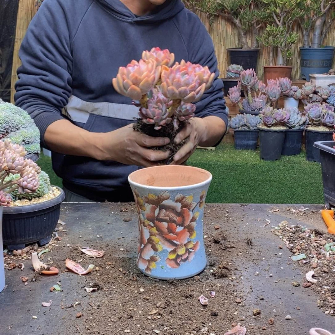 高*57号灰姑凉老桩