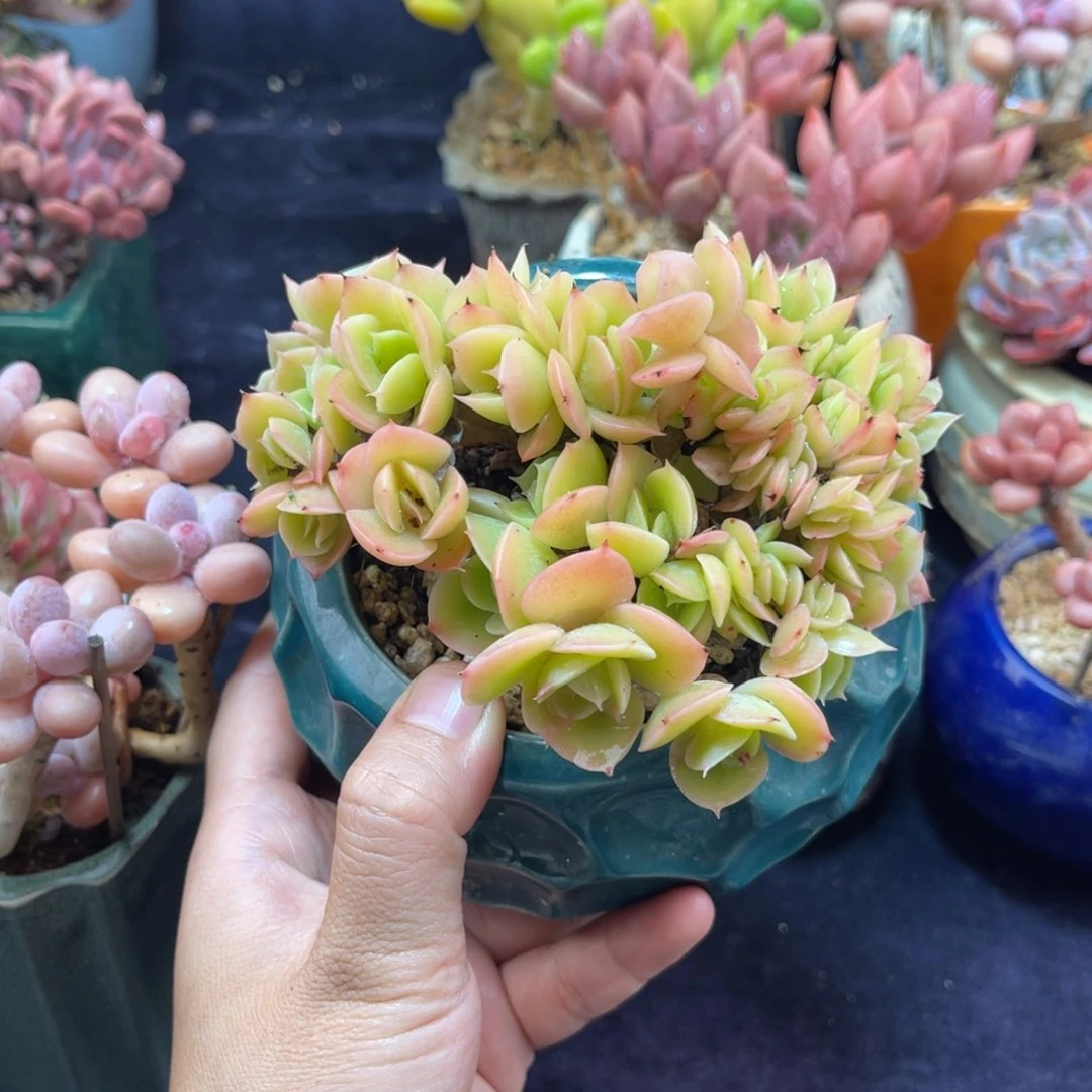 叮****星娜塔缀 十二公分 脱土