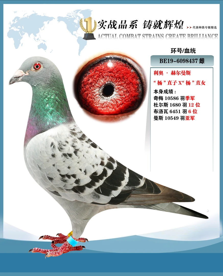 鸽子赛鸽专用信鸽种鸽天落鸟圆环精品鸽子