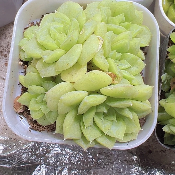 白天鹅群19包邮多肉植物