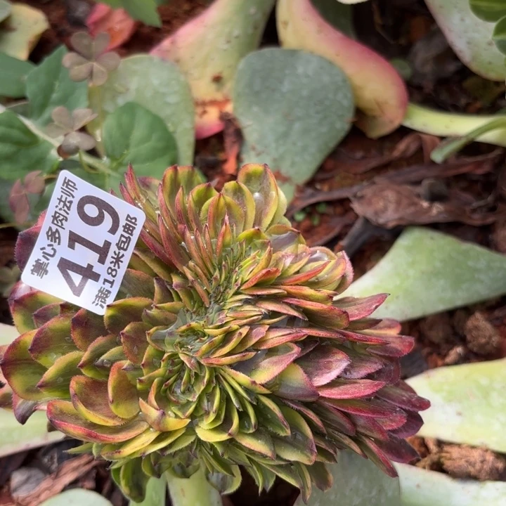 419万家丽缀化掌心多肉法师锦，