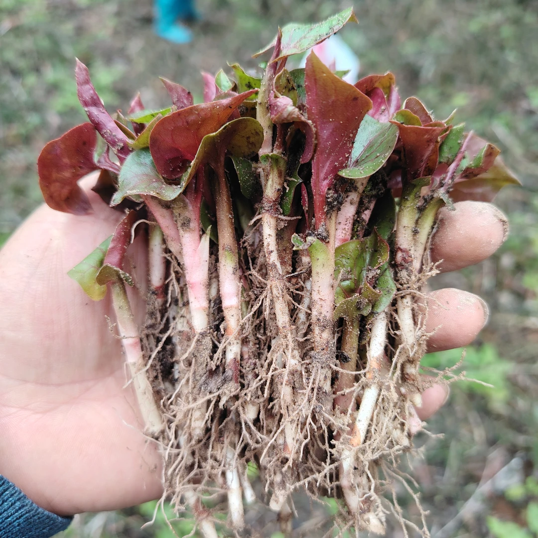 纯天然纯野生折耳根鱼腥草新鲜嫩芽带叶子当季非大棚种植香味浓郁